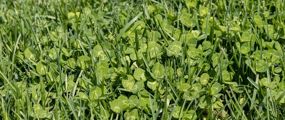 Lawn in New Smyrna Beach, FL, with clover weeds.