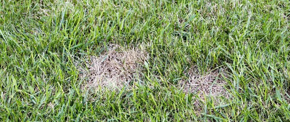 Lawn in New Smyrna Beach, FL, with dollar spot disease.