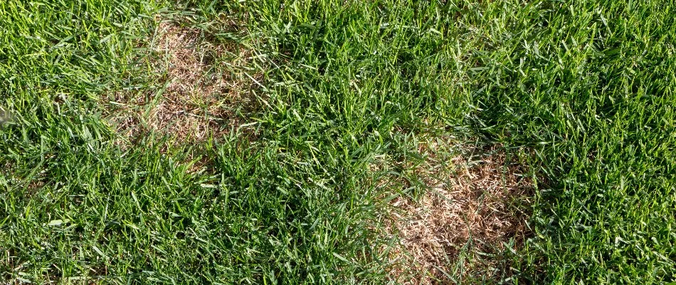 Lawn in New Smyrna Beach, FL, with two discolored spots.