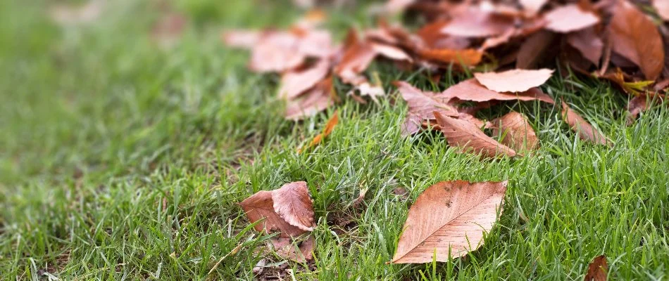 Leaves on a lawn in New Smyrna Beach, FL.