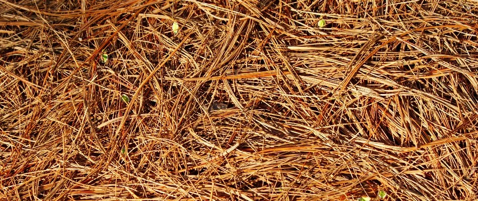 Light brown pine straw needles in New Smyrna Beach, FL.