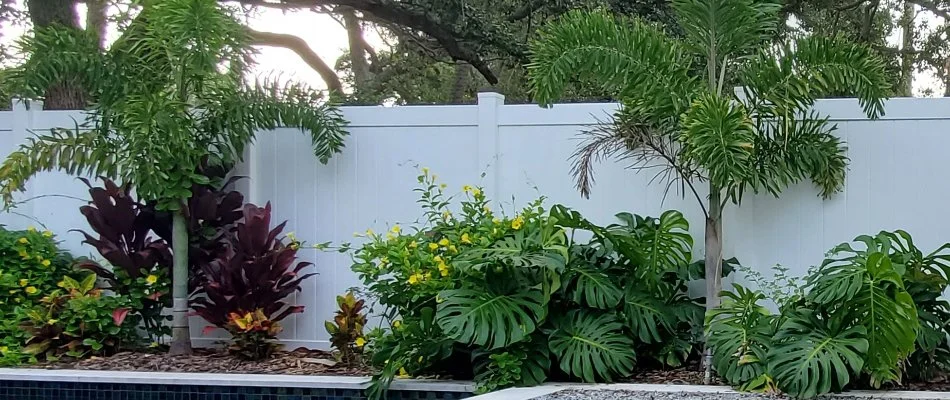 Lush tropical plants on a landscape in New Smyrna Beach, FL.