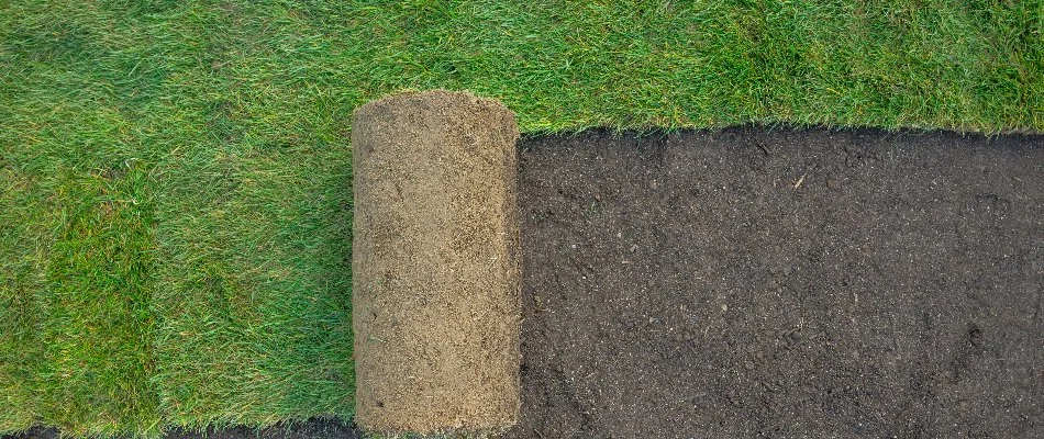 New sod being installed in New Smyrna Beach, FL.