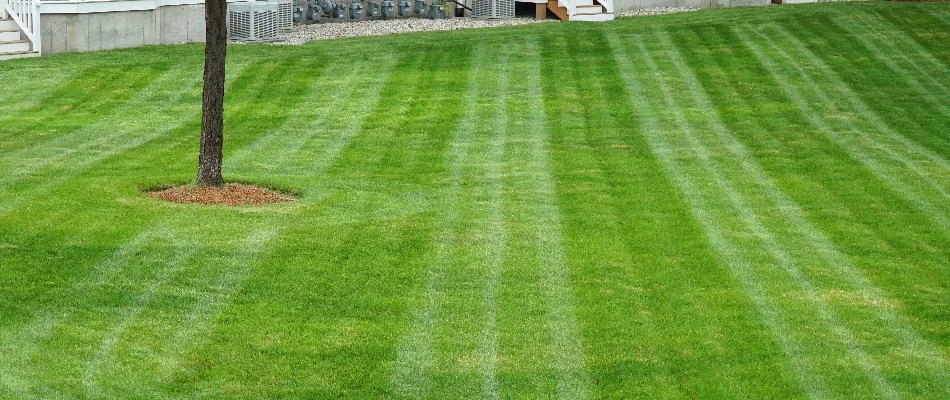Newly mowed grass in New Smyrna Beach, FL, with a tree.