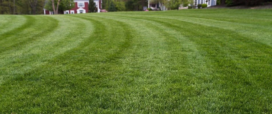 Newly mowed lawn in New Smyrna Beach, FL.