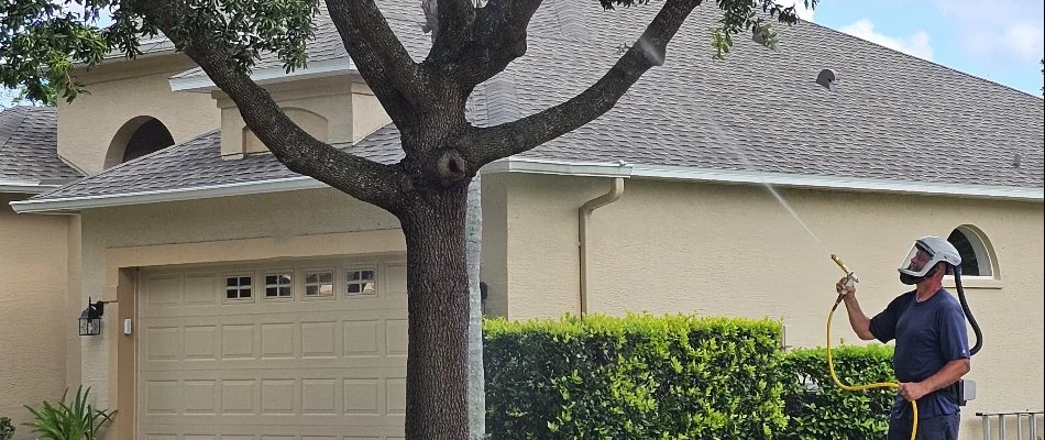 Oak tree in New Smyrna Beach, FL, being sprayed with horticultural oil.