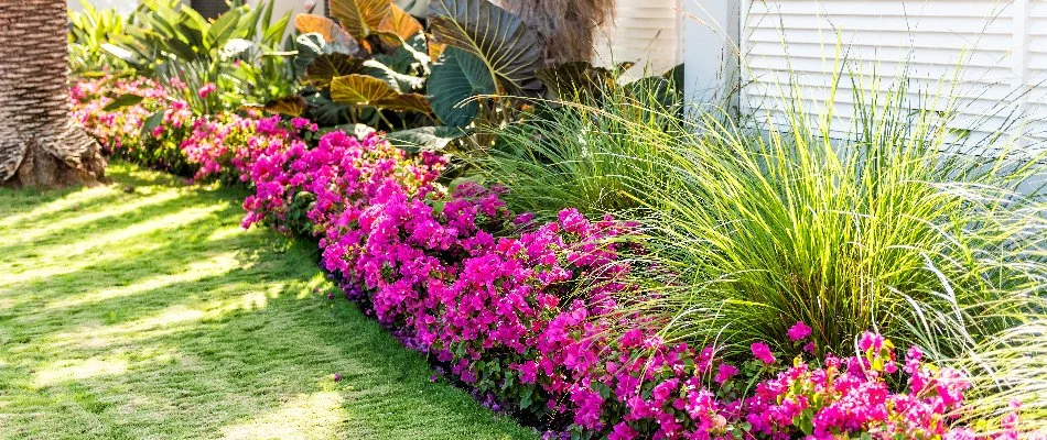 Pink flowers and ornamental grass in a landscape in New Smyrna Beach, FL.