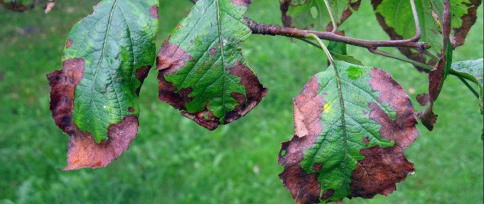 Plant leaves in New Smyrna Beach, FL, with discoloration.