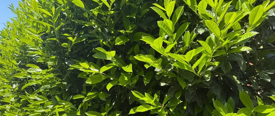 Plant in New Smyrna Beach, FL, with lush leaves.