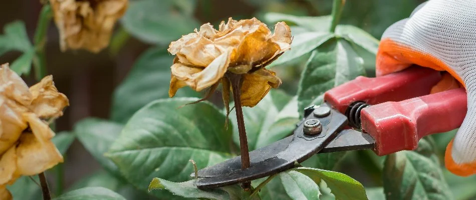 Pruning a dead flower in New Smyrna Beach, FL.
