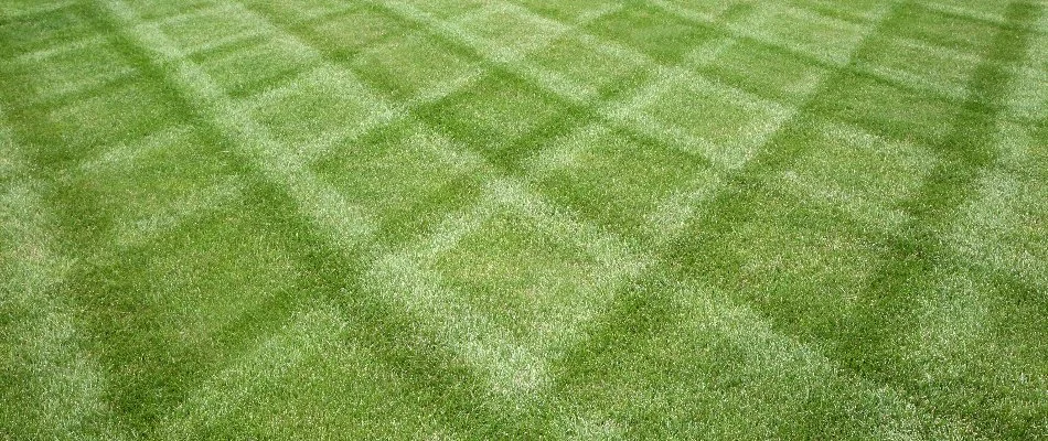 A lawn in New Smyrna Beach, FL, with rotated mowing patterns.