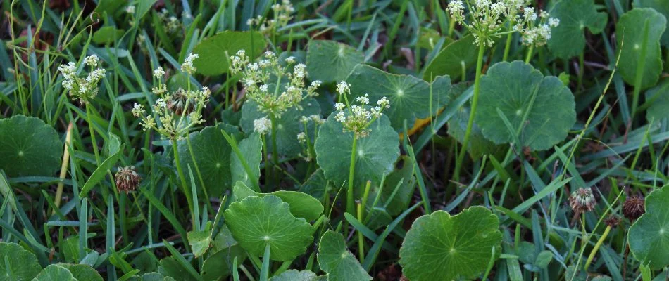 Rounded leaves and white flowers of dollarweed in New Smyrna Beach, FL.