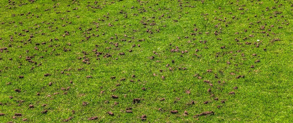 Scattered soil cores across a lawn in New Smyrna Beach, FL, after aeration.