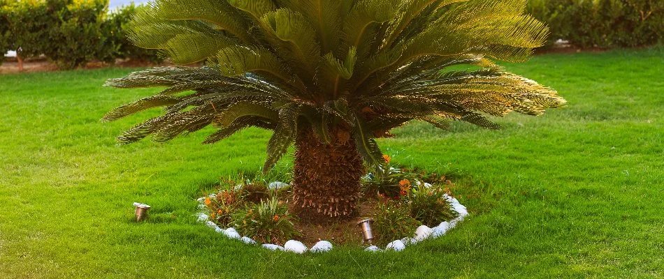 Small palm tree on a lawn in New Smyrna Beach, FL.