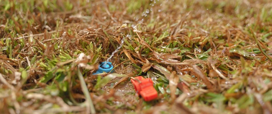 Sprinkler head on a brown lawn in New Smyrna Beach, FL, with low water pressure.