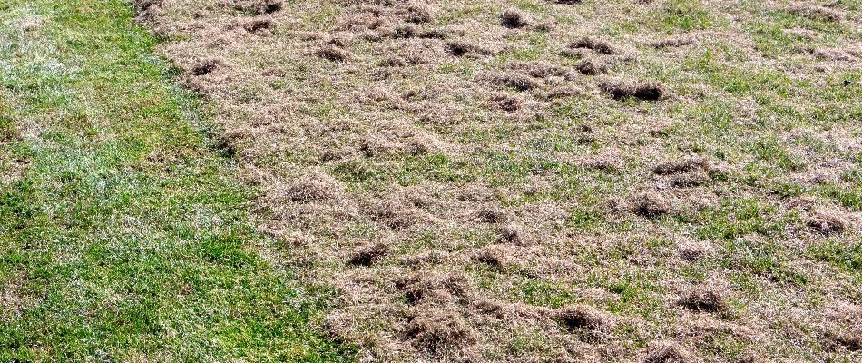 Thatch from a lawn in New Smyrna Beach, FL.