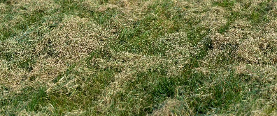 Thatch from a lawn in New Smyrna Beach, FL.