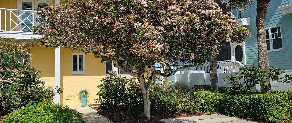 Tree in front of a house in New Smyrna Beach, FL.