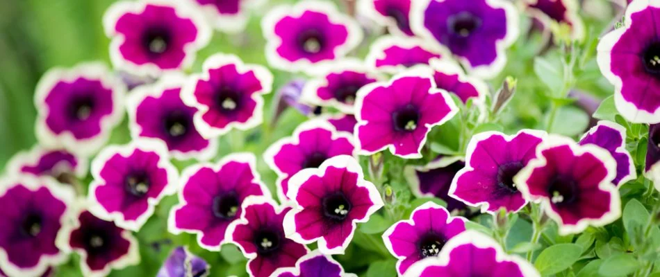 Vibrant petunia flowers on a landscape in New Smyrna Beach, FL.