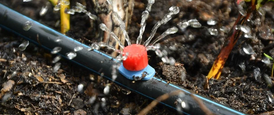 Water coming out of a drip irrigation emitter in New Smyrna Beach, FL.