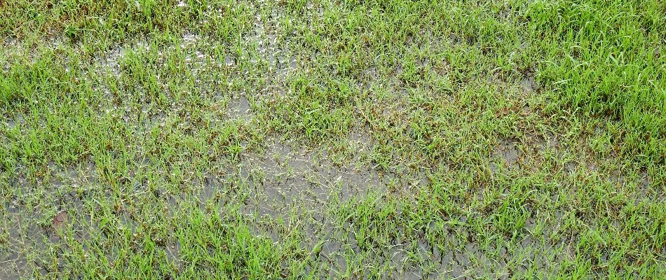 Waterlogged lawn in New Smyrna Beach, FL.