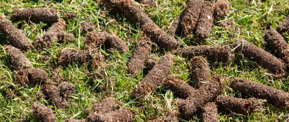 Soil cores from aeration scattered across a lawn in New Smyrna Beach, FL.