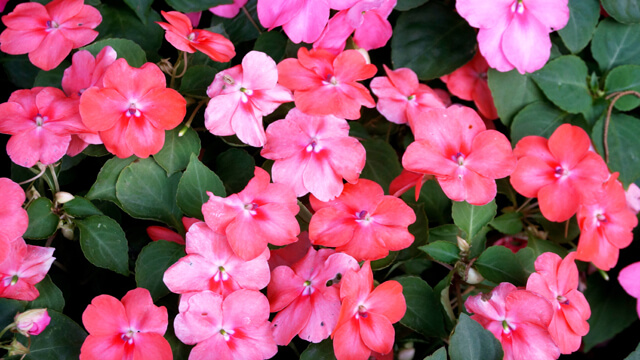 Leafy Landscapes Annual Flowers Service