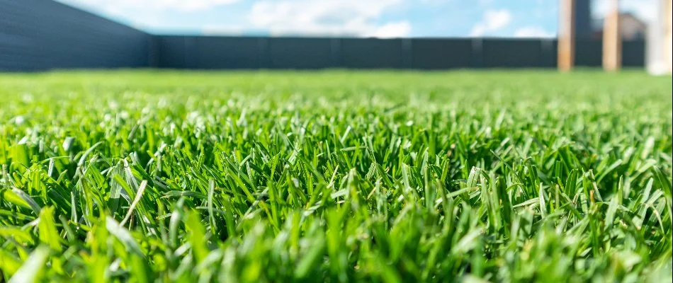 Close up of grass on a property in New Smyrna Beach, FL.