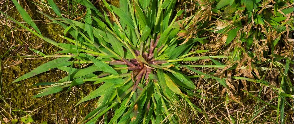 Crabgrass weed with a purple center on a lawn in Florida.