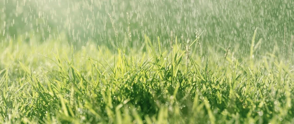 Heavy rain falling on a lawn in New Smyrna Beach, FL.