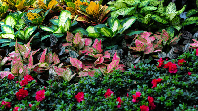 Leafy Landscapes Plantings & Softscapes Service