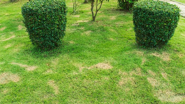 Leafy Landscapes Lawn Disease Control Service