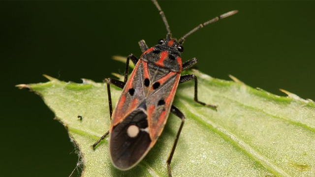 Leafy Landscapes Lawn Insect Control Service