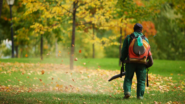 Leafy Landscapes Leaf Removal Service
