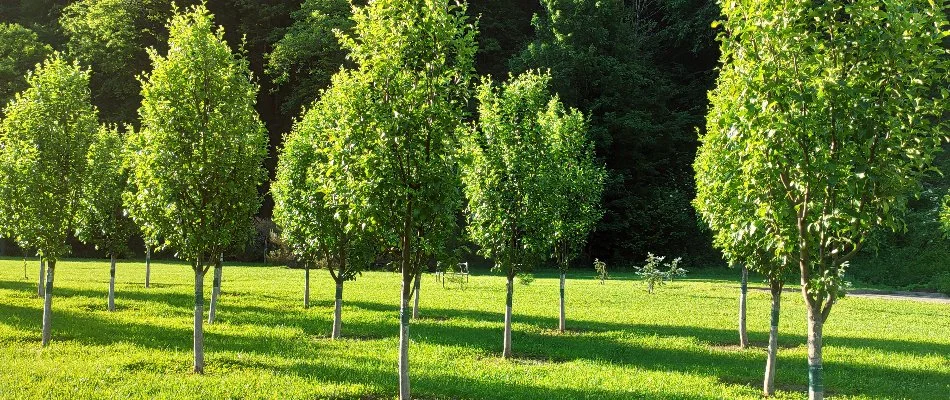 Many small trees in a field in New Smyrna Beach, FL.