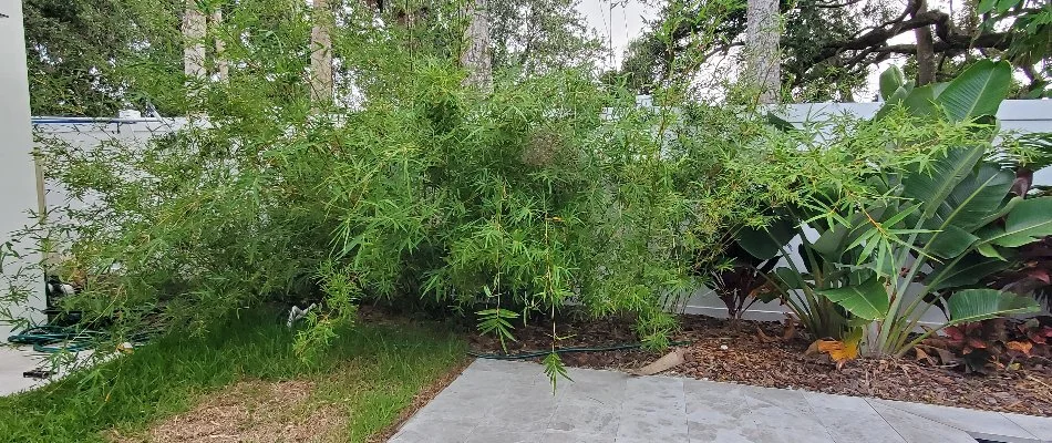 Overgrown plants needing a trim on a property in Florida.