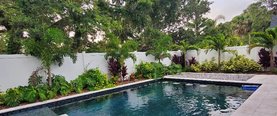 Palm trees and small plants beside a pool in West DeLand, FL.