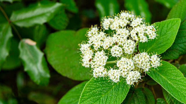 Leafy Landscapes Shrub Trimming & Pruning Service