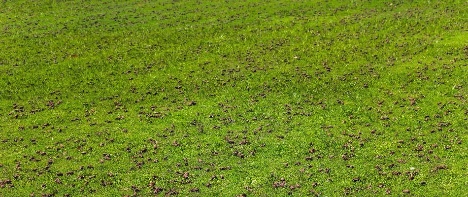 Soil cores scattered across a lawn in New Smyrna Beach, FL.