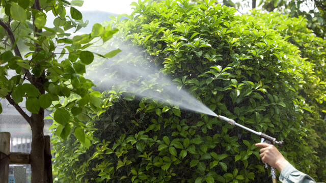 Leafy Landscapes Tree & Shrub Disease & Insect Control Service