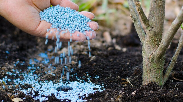 Leafy Landscapes Tree & Shrub Fertilization Service