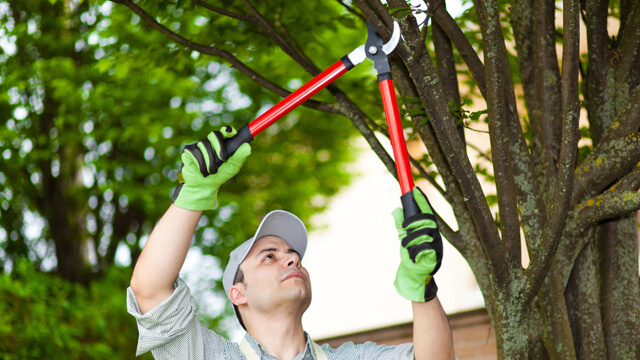 Leafy Landscapes Tree Trimming & Pruning Service