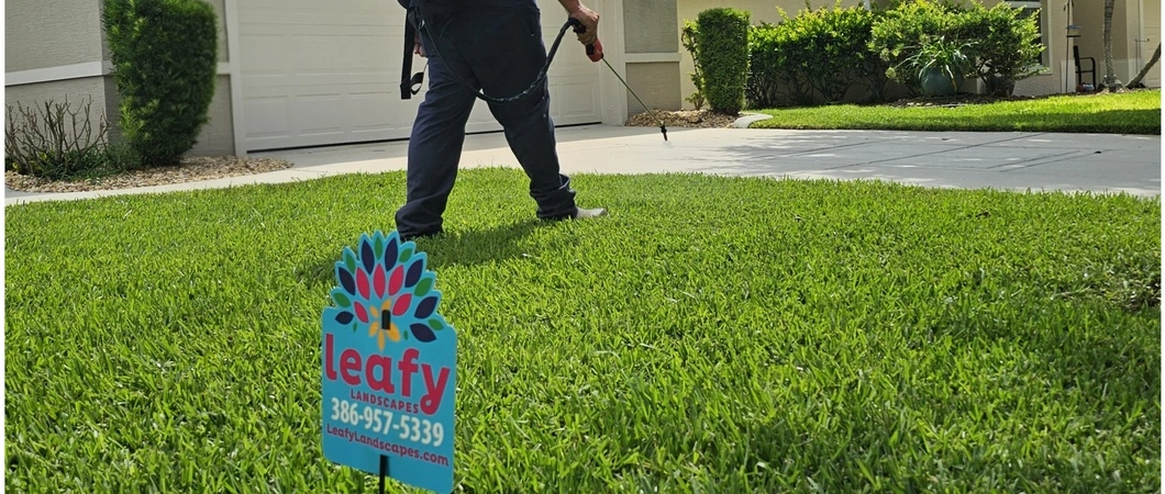Crabgrass weed on a lawn in New Smyrna Beach, FL.
